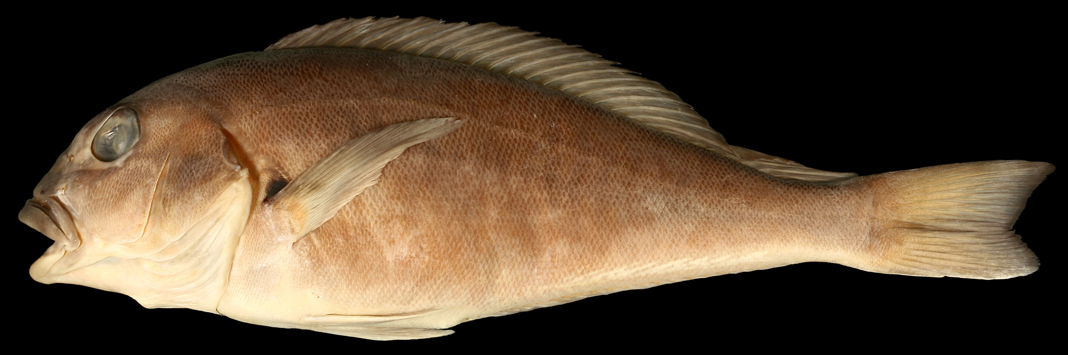 Pacific Golden-eyed Tilefish