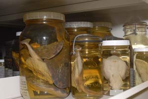 Marine Vertebrate Collection